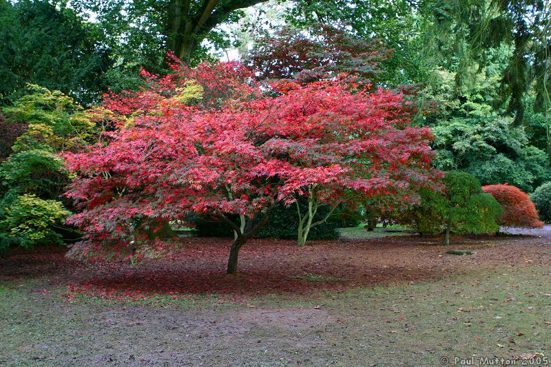 Autumn Colours Pink Japanese Maple IMG 0324
